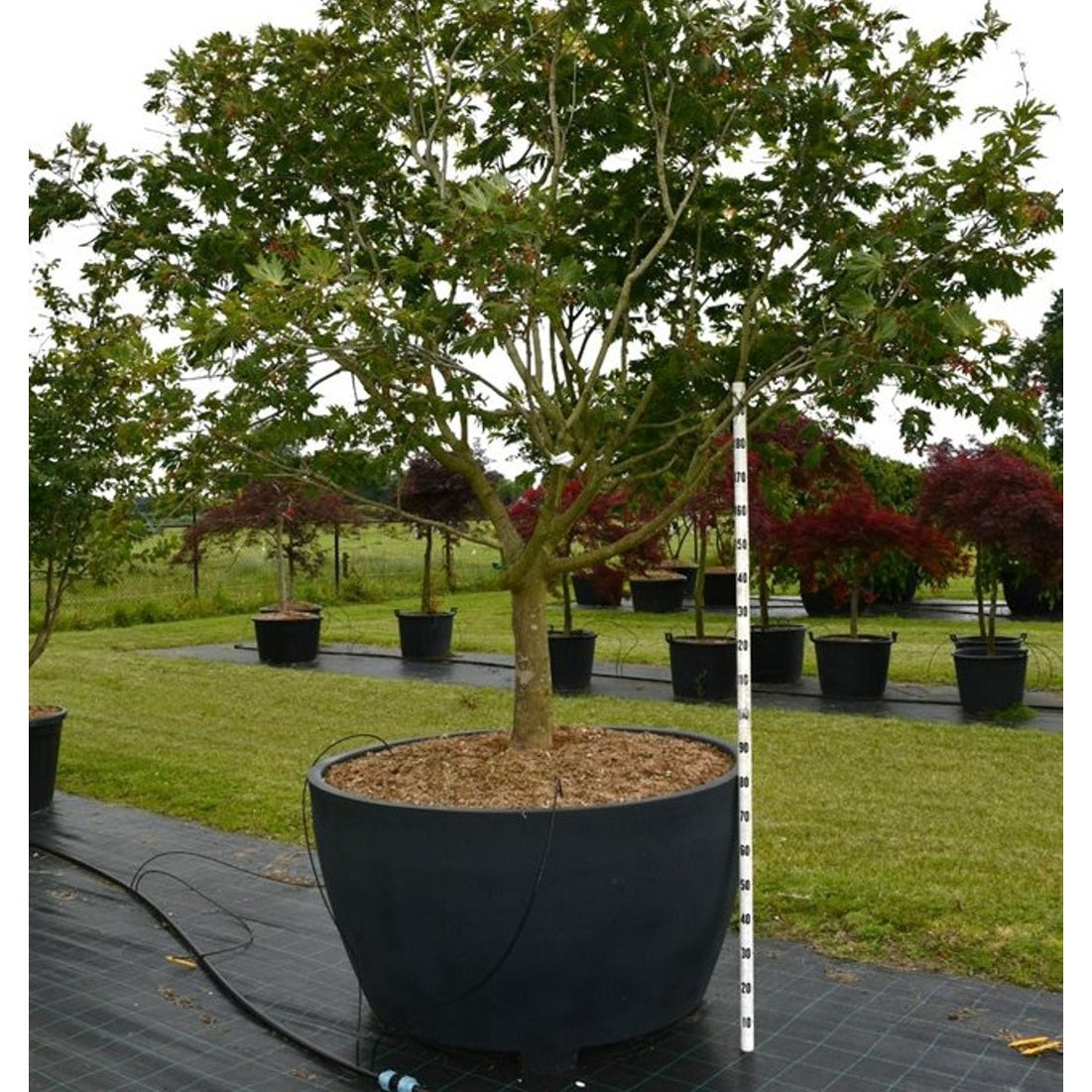 Japansk lönn – Acer palmatum 'Autumn Red' - C 1040 Decopot 250-300 cm.