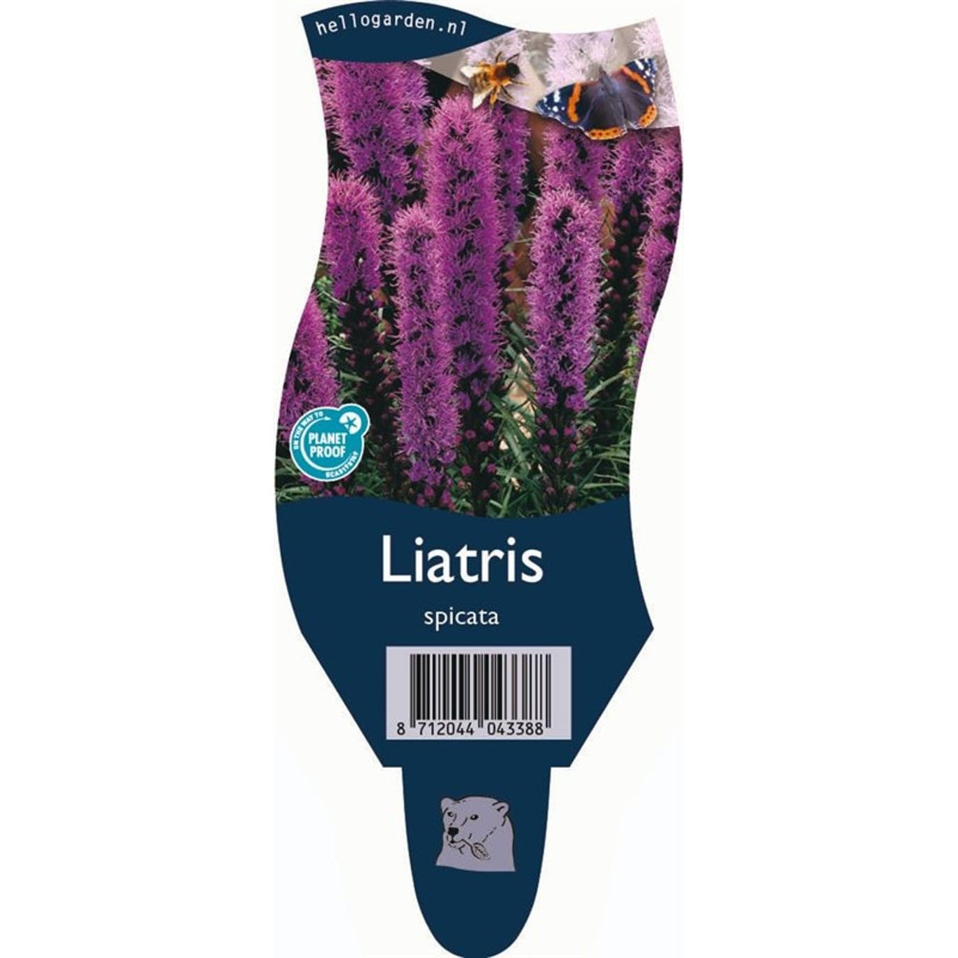 Riddarsporre – Liatris spicata - P11