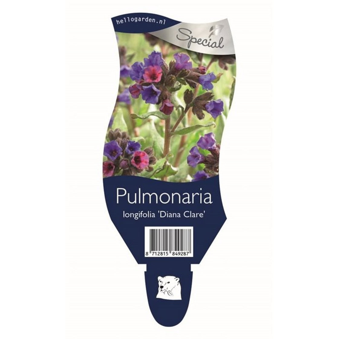 Lungört – Pulmonaria longifolia 'Diana Clare' - P11