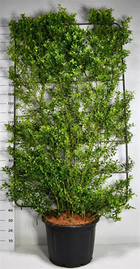 Ilex maximowicziana kanehirae - C60 200 cm. Scherm