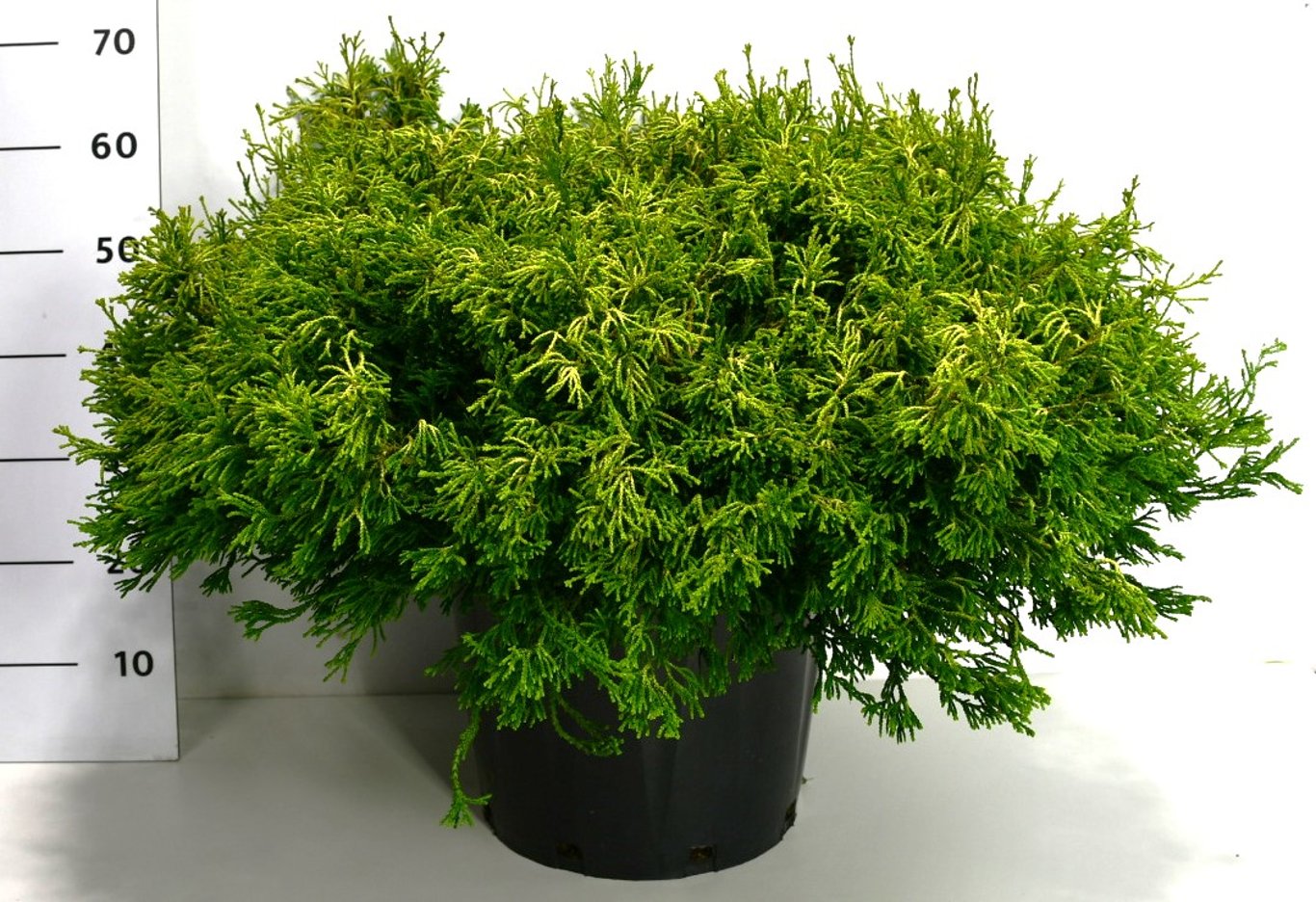 Ädelcypress – Chamaecyparis obtusa &