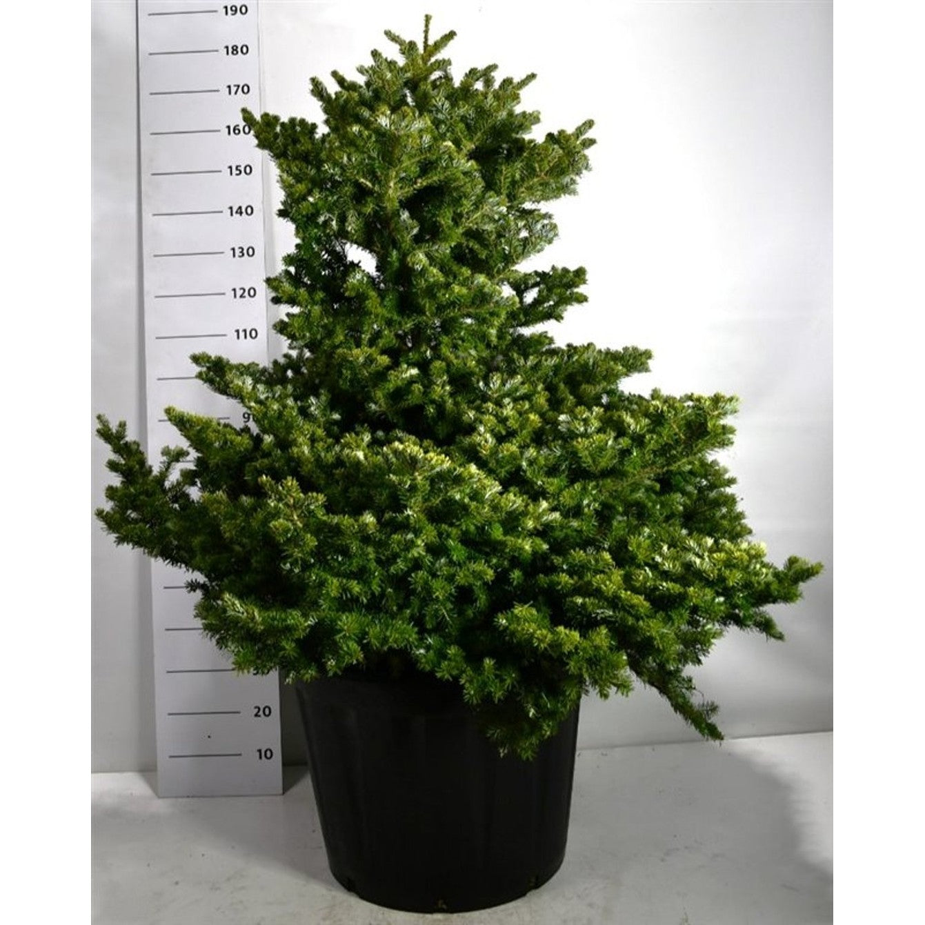 Koreagran – Abies koreana 'Molli' - C130 80-100 cm. Sol