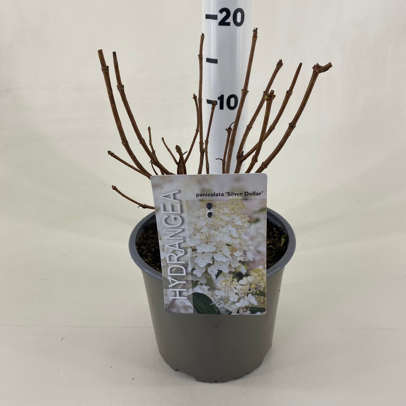 Syrenhortensia – Hydrangea paniculata 'Silver Dollar' - C3 20-30 CM