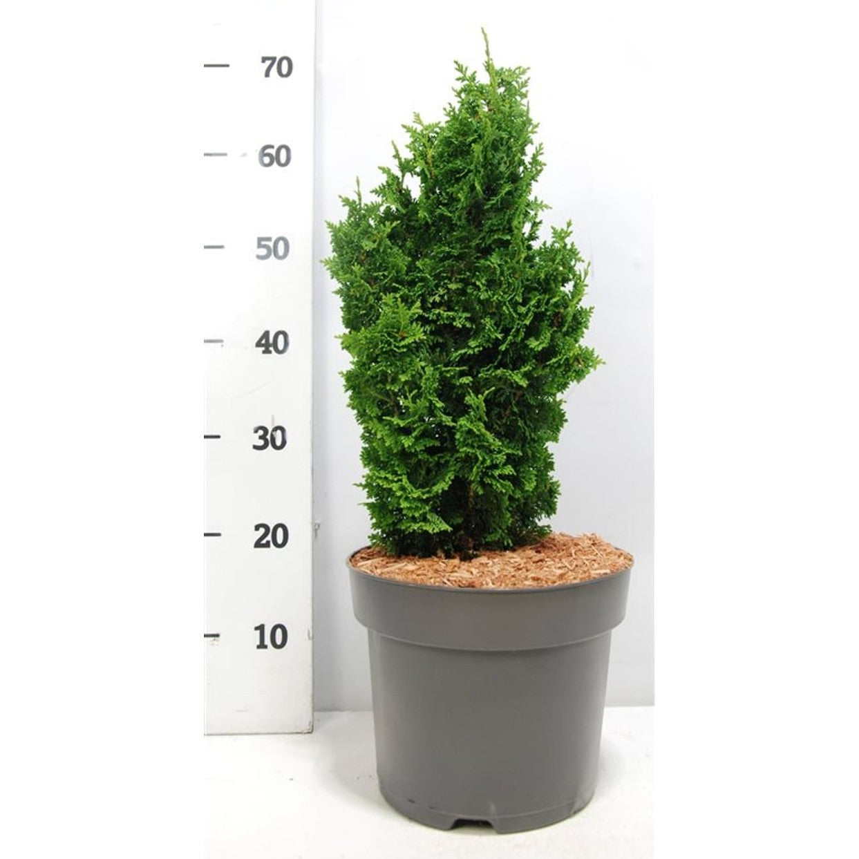Thuja – Thuja occidentalis 'Zmatlik' - C7.5 40-50 cm.