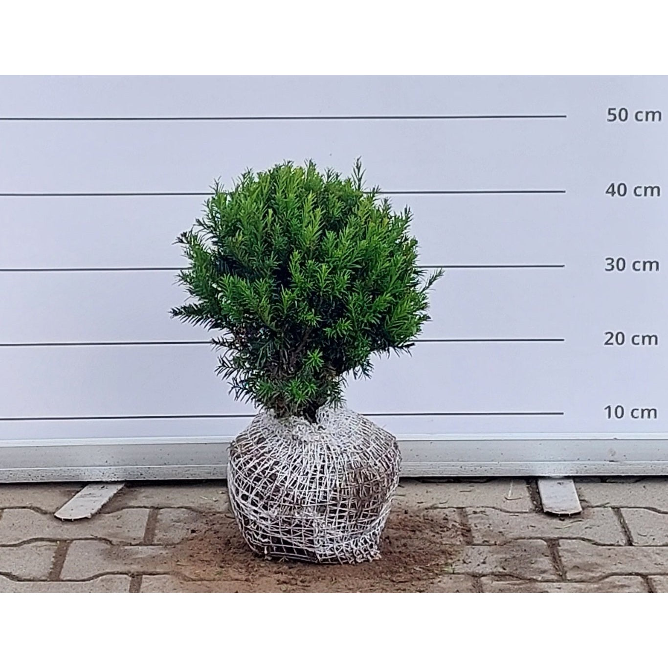 Hybrididegran – Taxus media 'Groenland' - 25-30 CM Ball RB