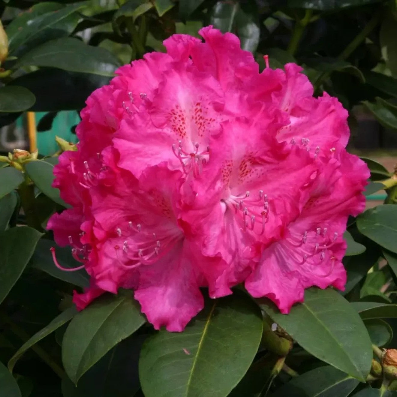 Rhododendron – Rhododendron 'Germania' - C5 30-40 CM