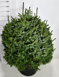 Serbgran – Picea omorika 'Nana' - C80 100-110 cm.