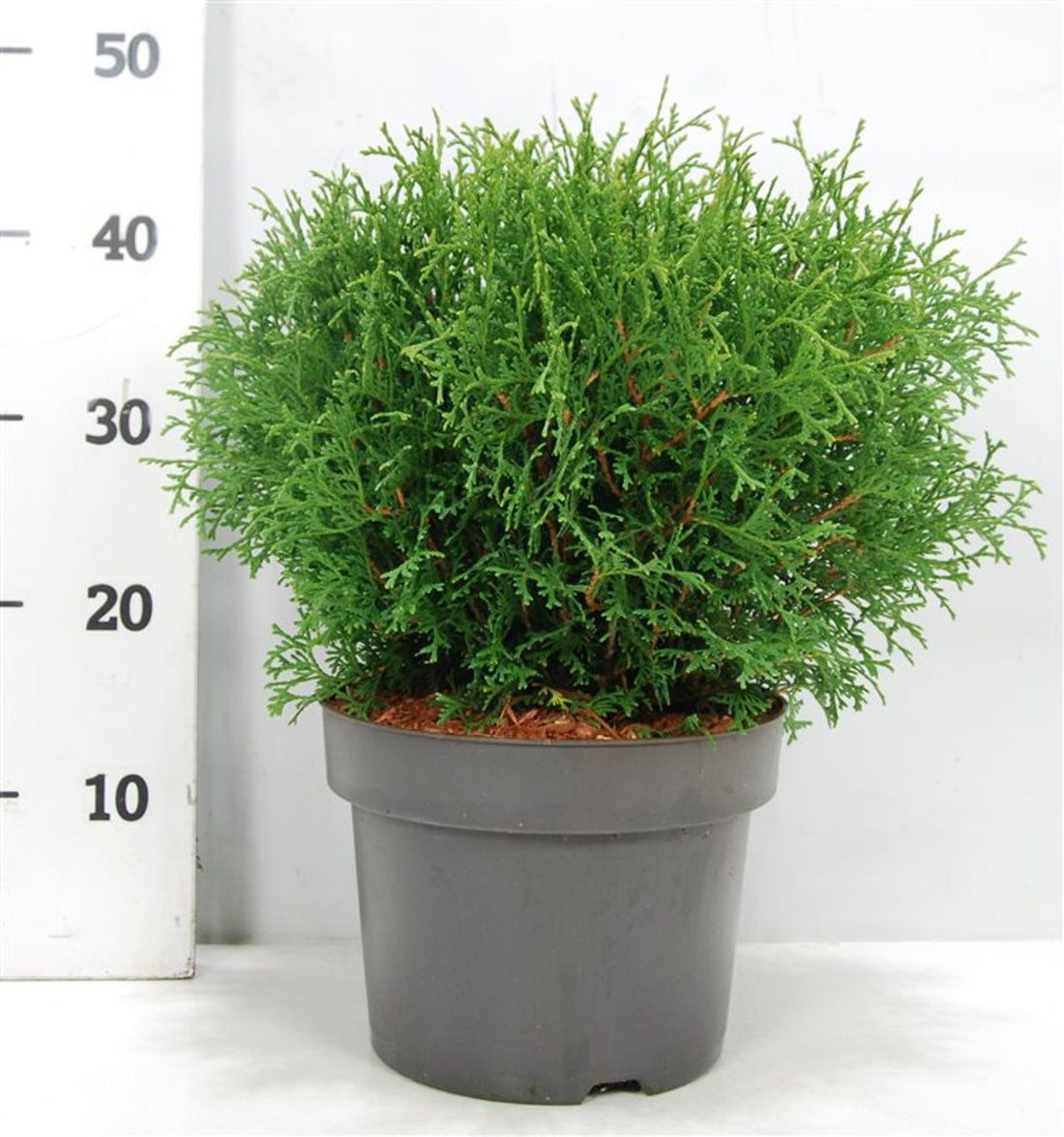 Thuja – Thuja occidentalis &