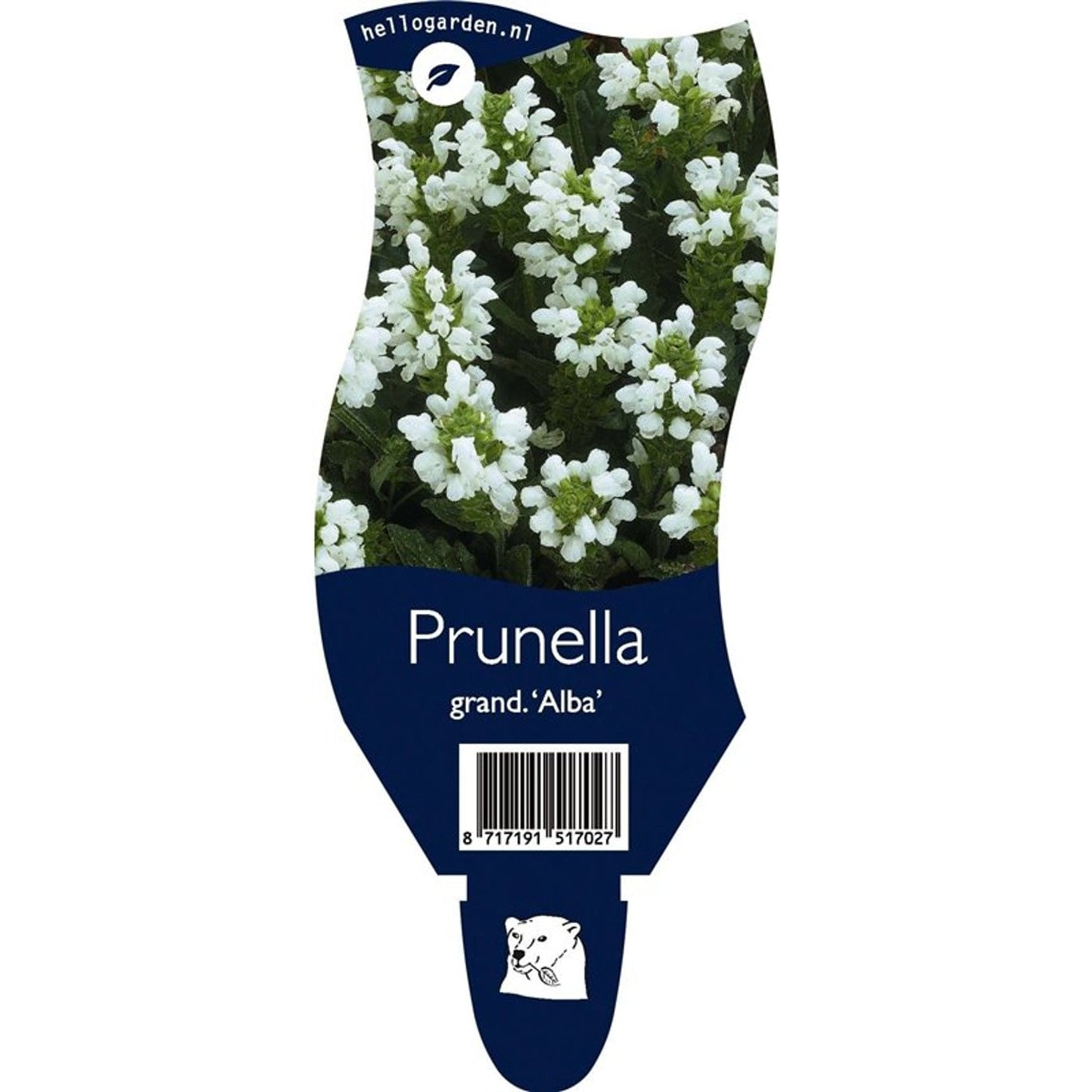 Brunört – Prunella grandiflora 'Alba' - P11