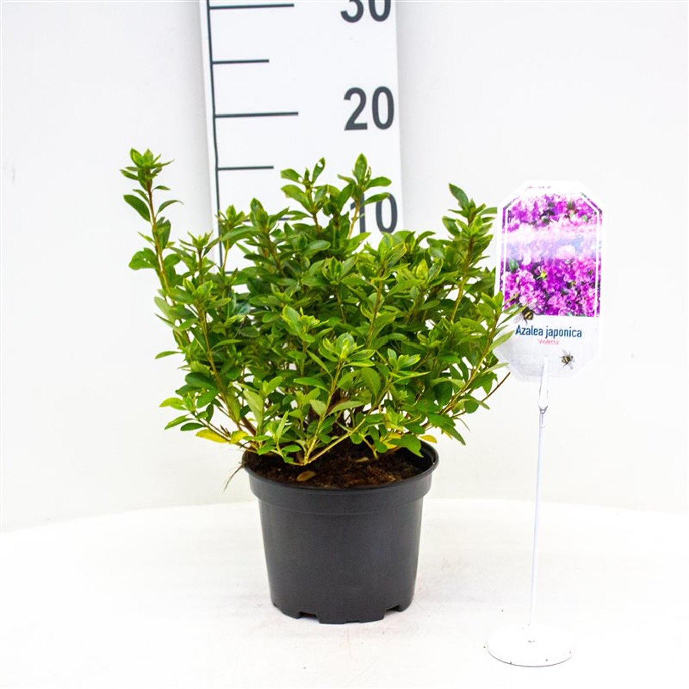 Rhododendron – Rhododendron (AJ); 'Violetta' - C2 20-25 CM