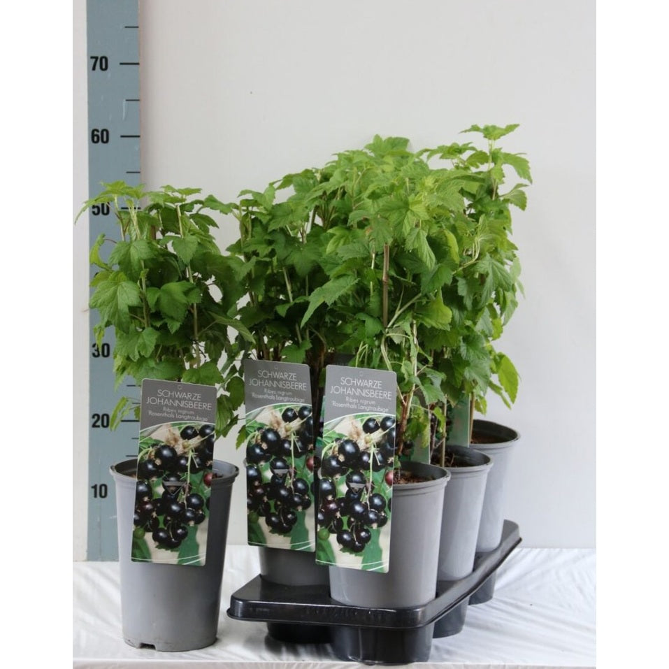 Svartvinbär – Ribes nigrum 'Rosenthal' - C3 40-60 CM