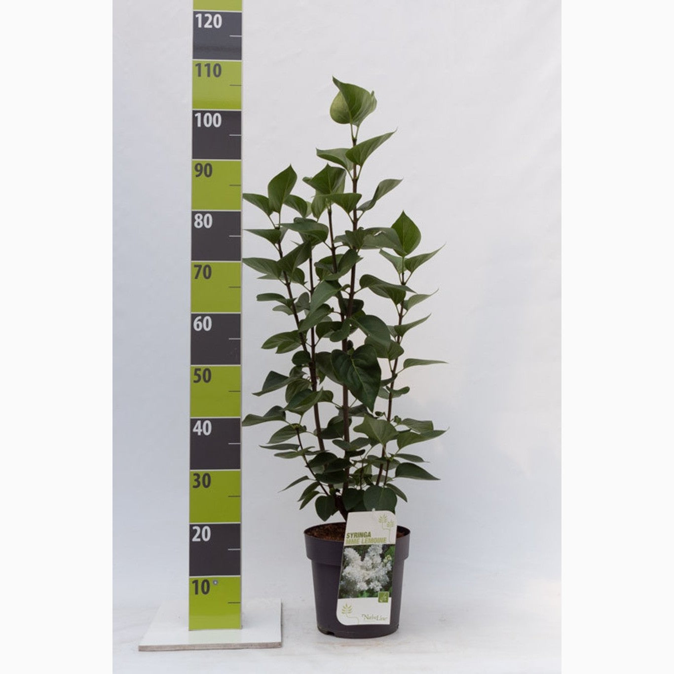 Syren (V); – Syringa vulgaris 'Mme Lemoine' - C4,6 50-60 CM