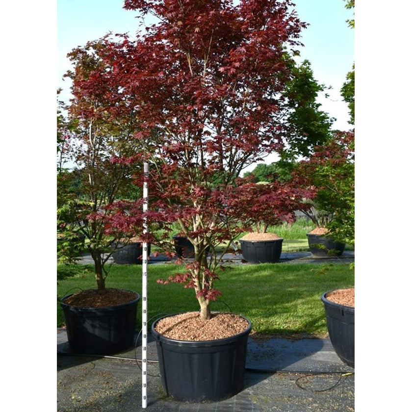 Japansk lönn – Acer palmatum 'Sumi-nagashi' - C280 300-350 cm.