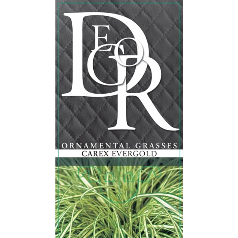 Starr – Carex oshimensis 'Evergold' - C2