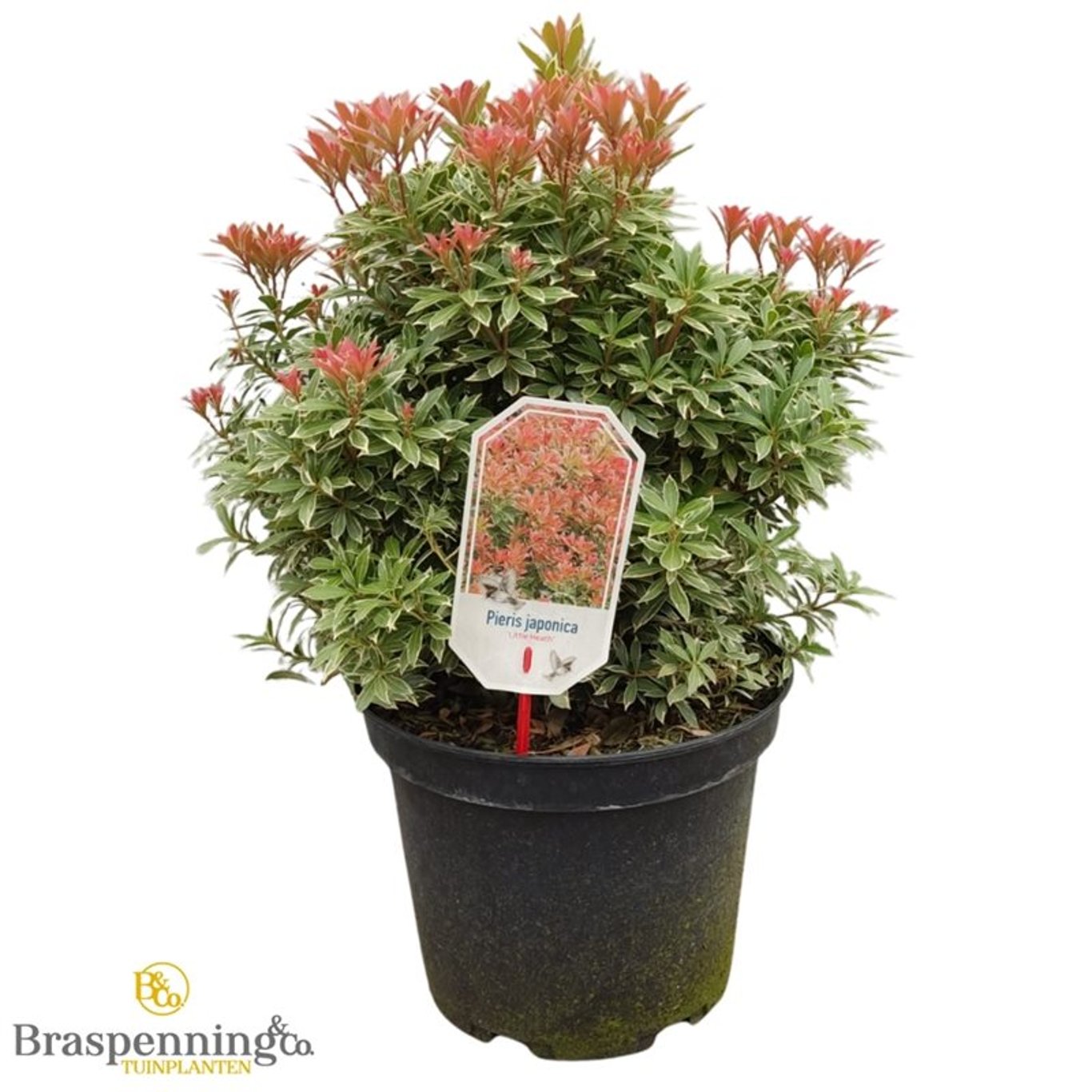 Japansk ljungpieris – Pieris japonica 'Little Heath' - C10 40-50 CM