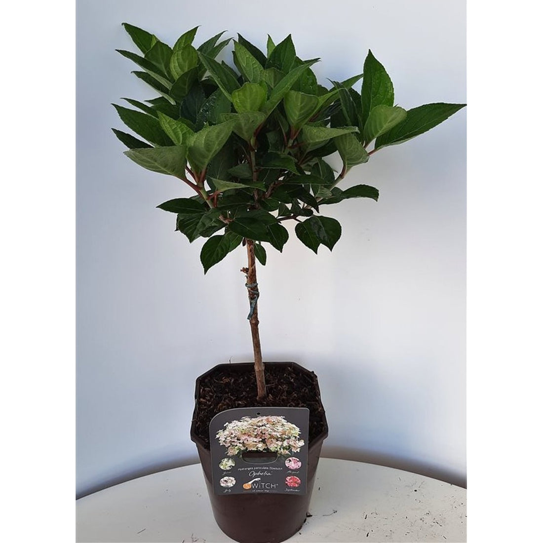 Syrenhortensia – Hydrangea paniculata &