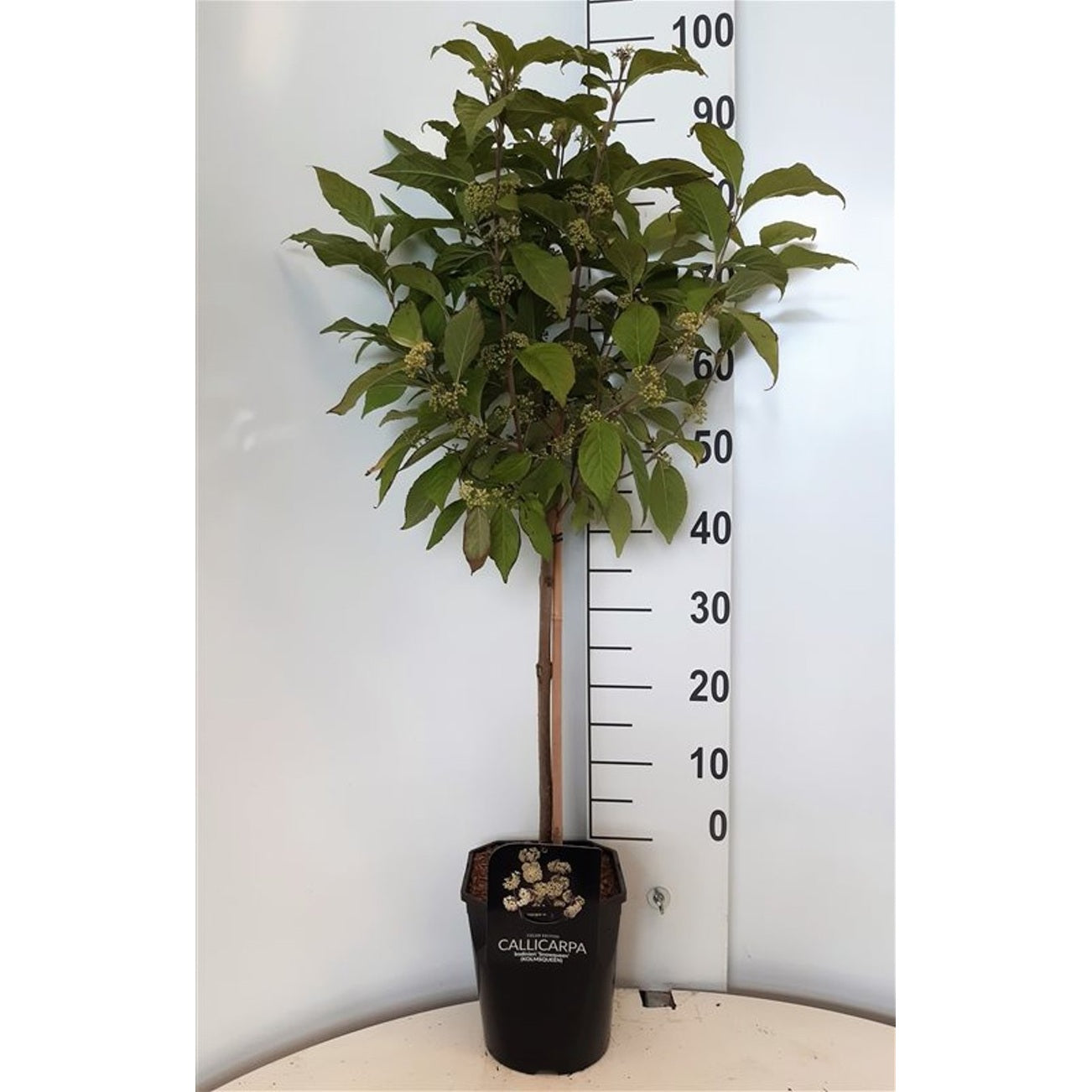 Skönhetsbär – Callicarpa bodinieri 'Magical Snow Queen' - 60 CM Stem C5 - 2yr Crown