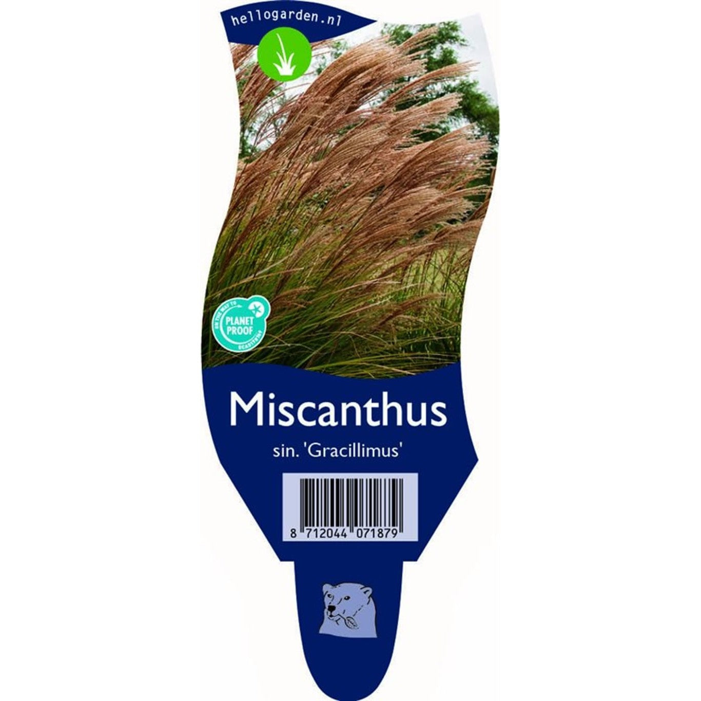 Glansmiskantus – Miscanthus sinensis 'Gracillimus' - P11