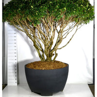 Portugisisk lagerhägg – Prunus lusitanica - C 670 Decopot 250-275 cm. Parasol