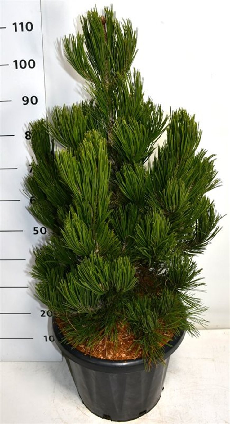 Balkantall – Pinus heldreichii &