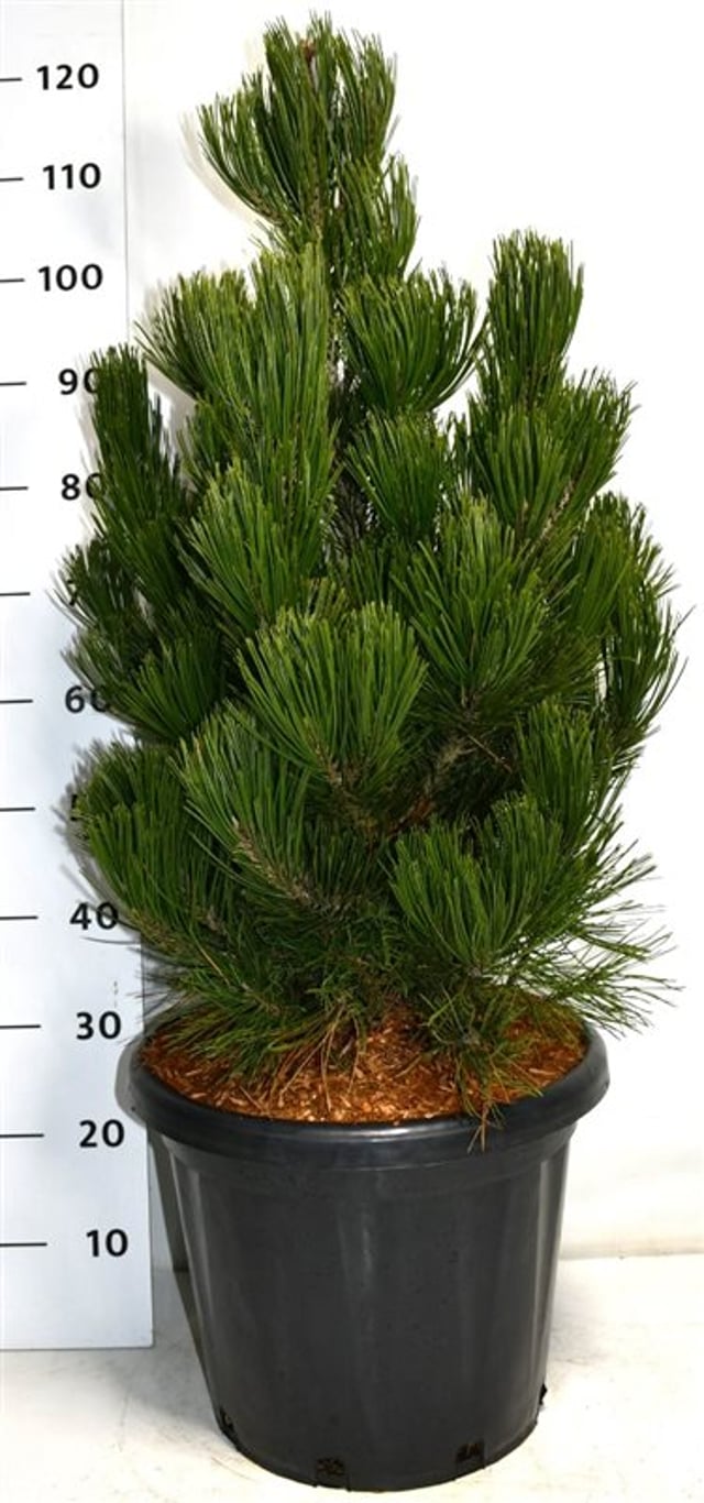 Balkantall – Pinus heldreichii &
