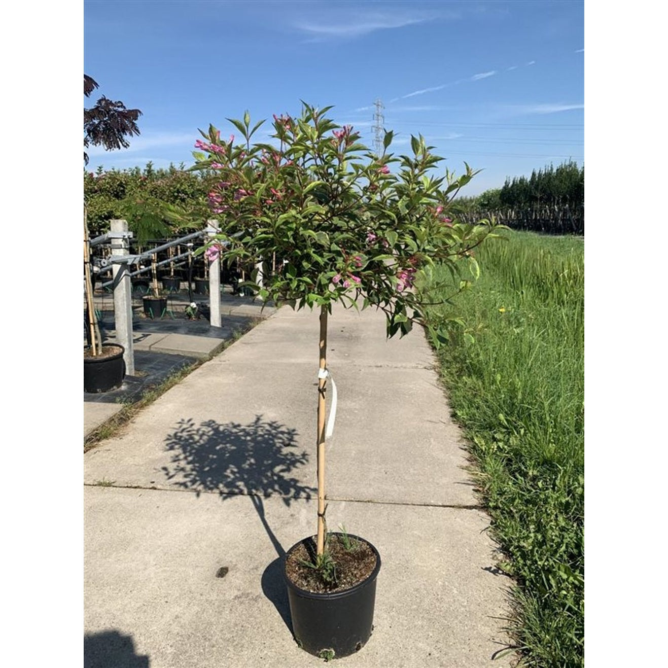 Praktweigela – Weigela florida 'Sunny Princess' - 120 CM Stem C10