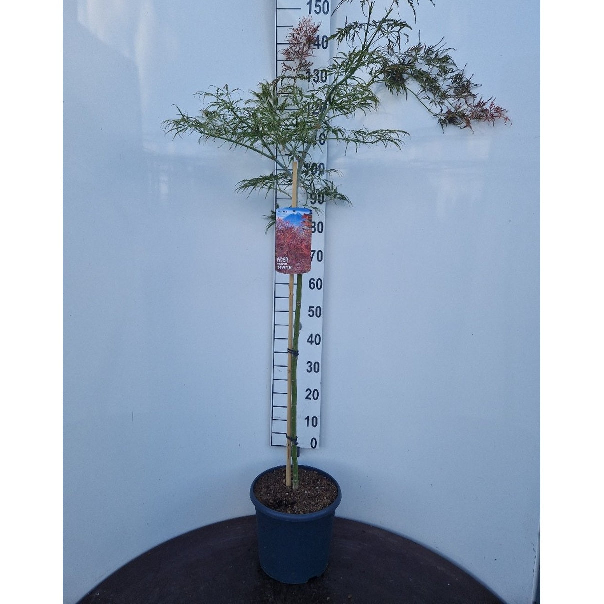 Japansk lönn – Acer pal. 'Ornatum' - 80 CM Stem C10