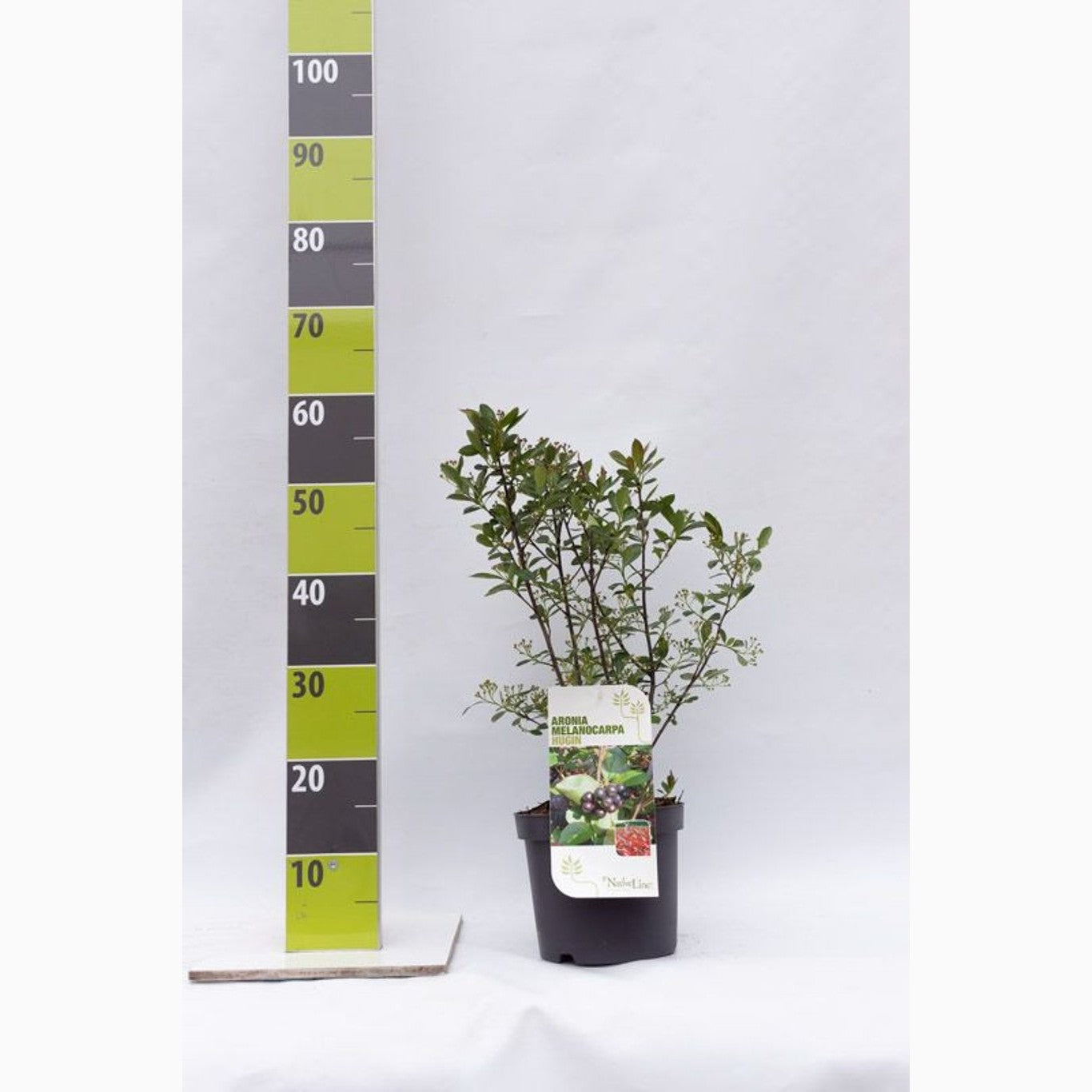 Svartaronia – Aronia melanocarpa - C3 40-60 CM