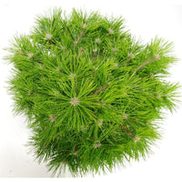 Svarttall – Pinus densiflora 'Low Glow' - C13 40 cm. Stam