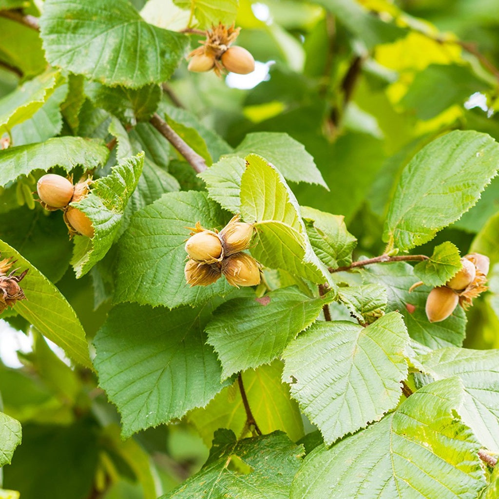 Hassel – Corylus avellana - 80-100 CM RB