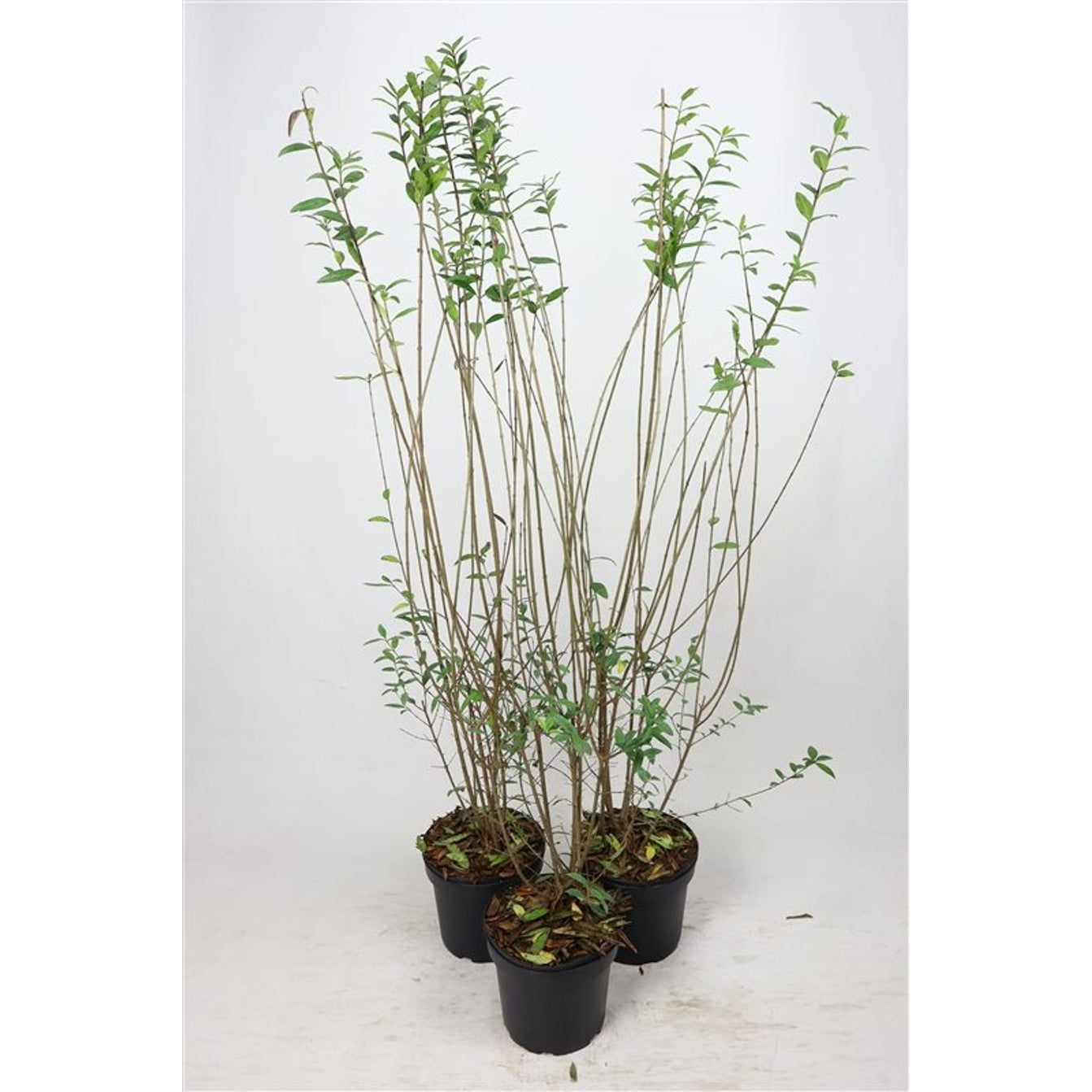 Liguster – Ligustrum vulgare 'Atrovirens' - C7,5 125-150 CM