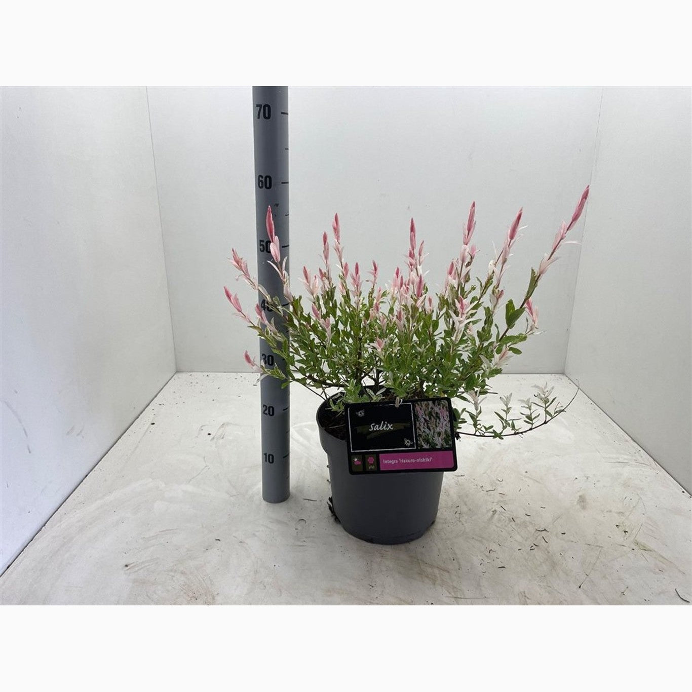 Japansk vide – Salix integra 'Hakuro-nishiki' - C7,5