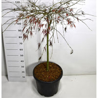 Japansk lönn – Acer palmatum 'Tamukeyama' - C35 70 cm. Stam