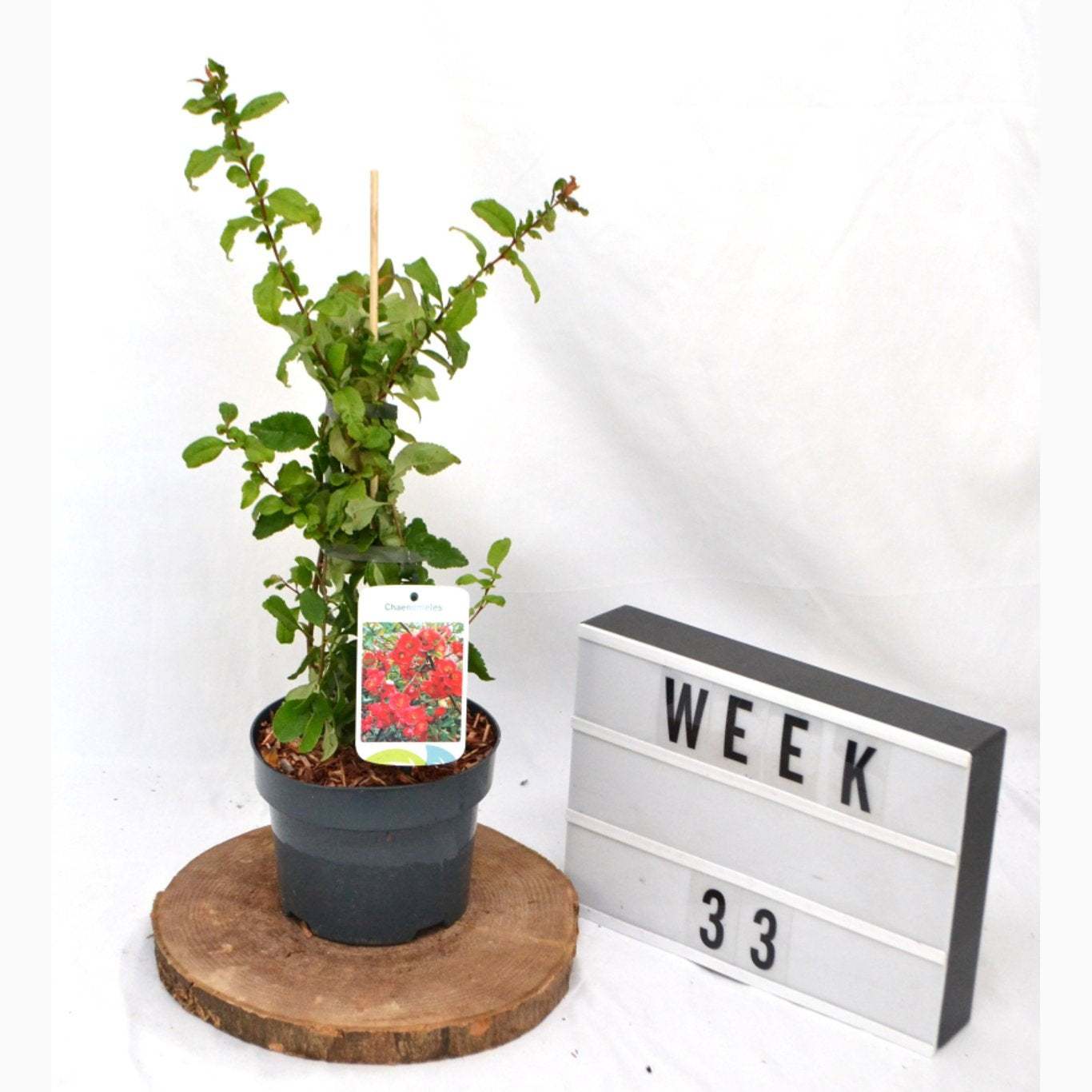 Hybridkvitten – Chaenomeles superba 'Crimson and Gold' - C2 50-60 CM