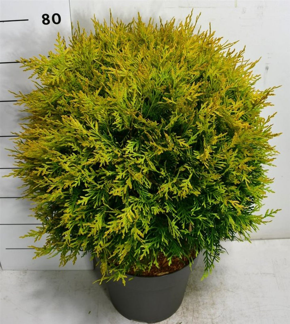 Thuja – Thuja occidentalis &