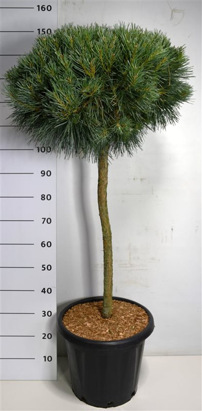 Tall – Pinus sylvestris 'Chantry Blue' - C25 90 cm. Stam