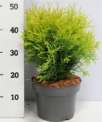 Thuja – Thuja occidentalis 'Golden Globe' - C7.5 30-40 cm.