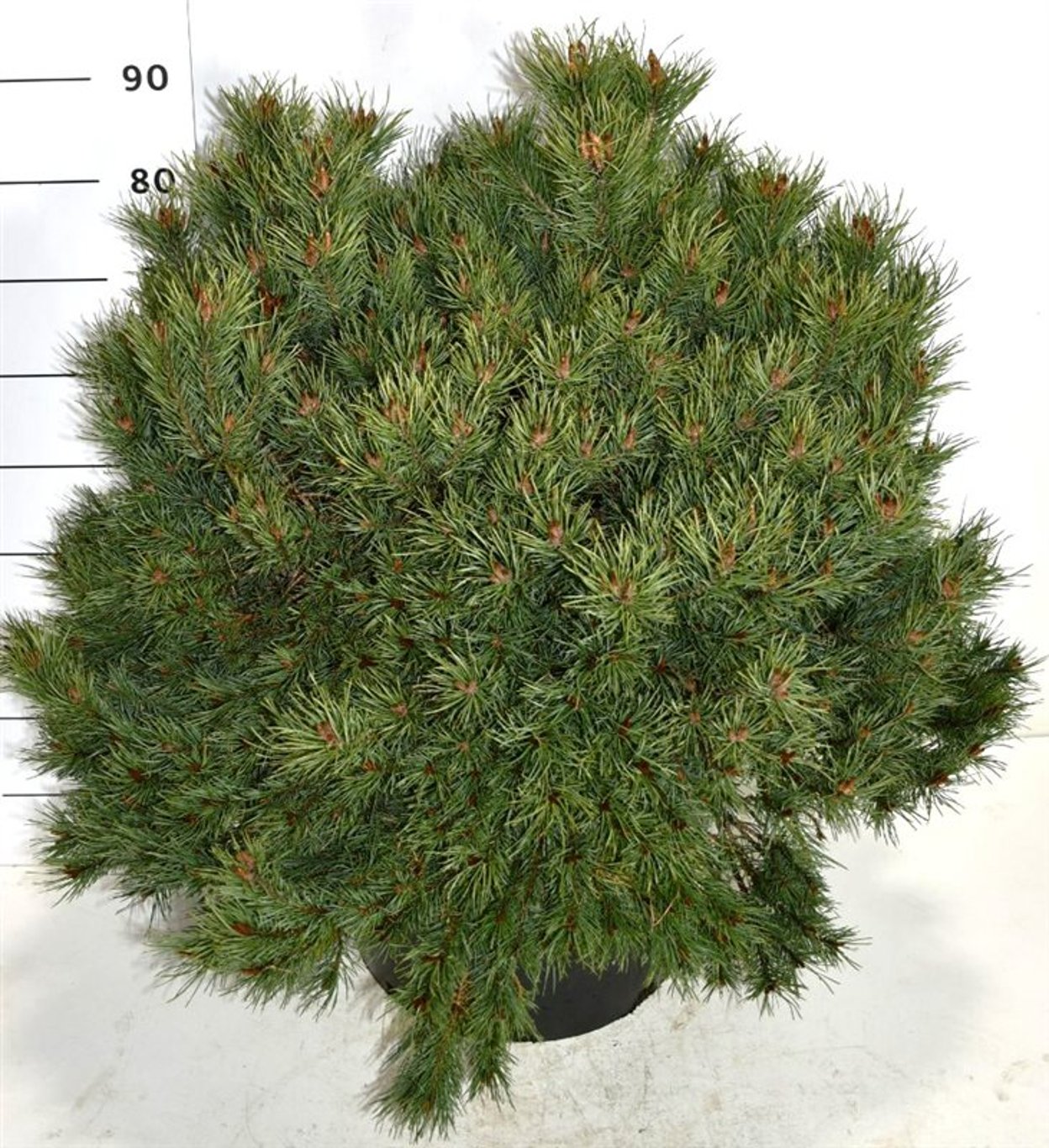 Tall – Pinus sylvestris 'Martham' - C45 60-80 cm.