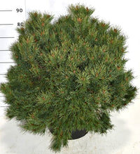Tall – Pinus sylvestris 'Martham' - C45 60-80 cm.