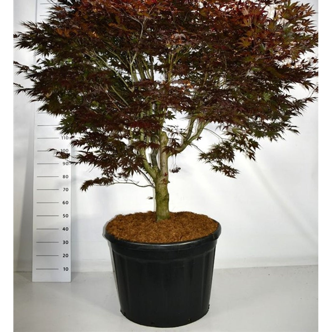 Japansk lönn – Acer palmatum 'Bloodgood' - C180 150-175 cm. Sol
