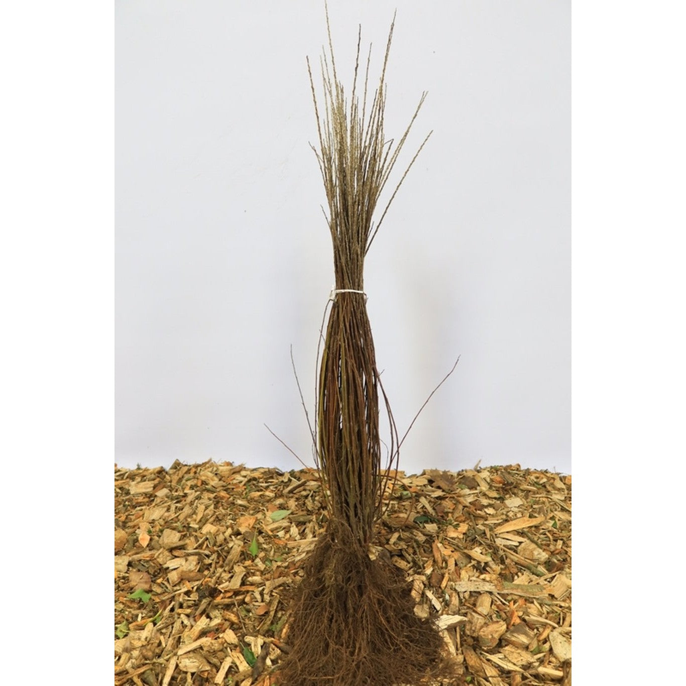 Krypvide – Salix repens - 60-100 CM bare root 0/1  3-5 branche