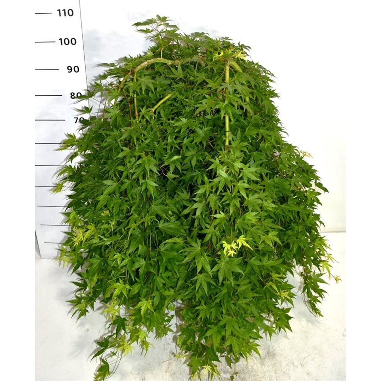 Japansk lönn – Acer palmatum 'Ryusen' - C35 50 cm. Stam