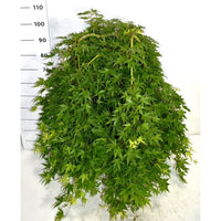 Japansk lönn – Acer palmatum 'Ryusen' - C35 50 cm. Stam