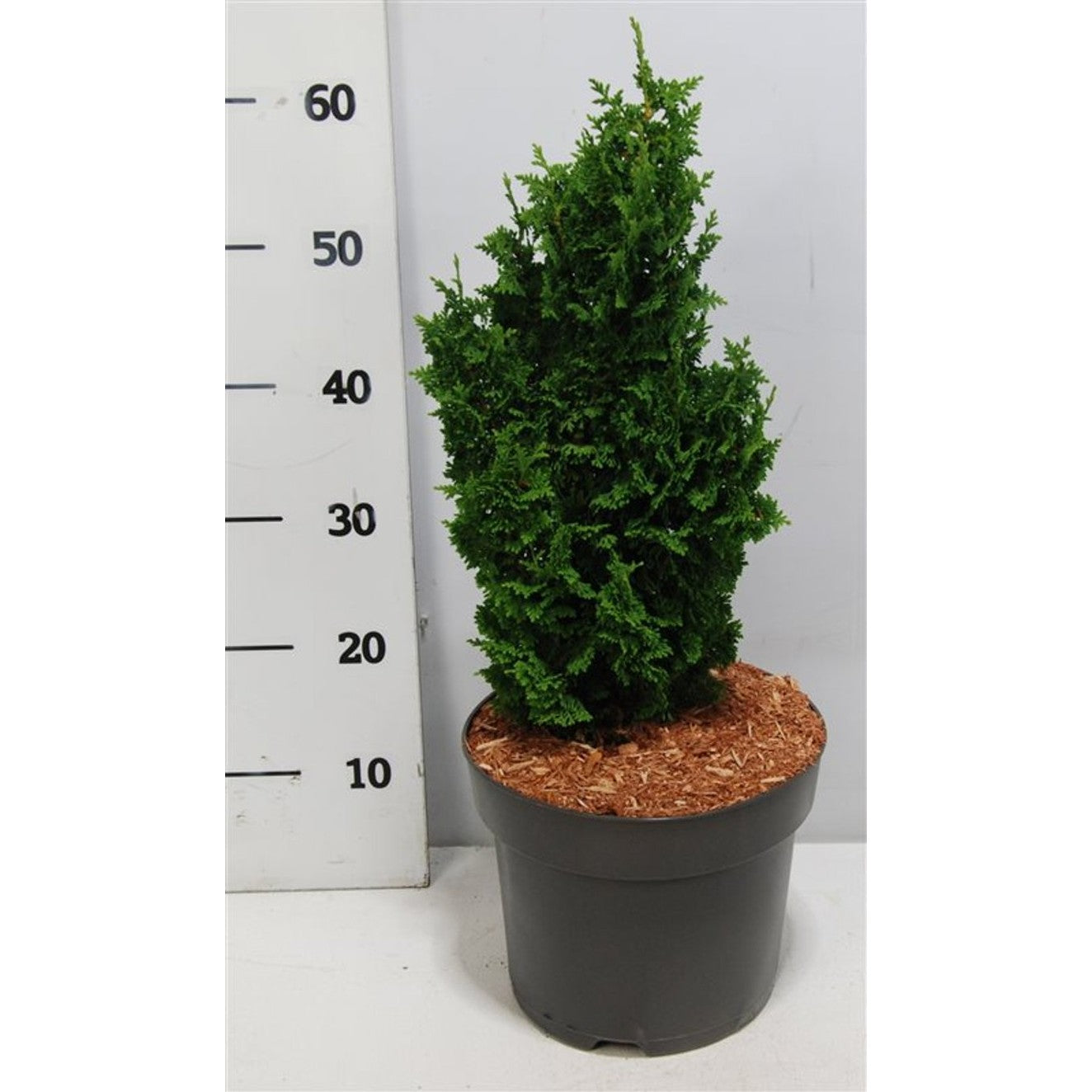 Thuja – Thuja occidentalis 'Zmatlik' - C7.5 40-50 cm.