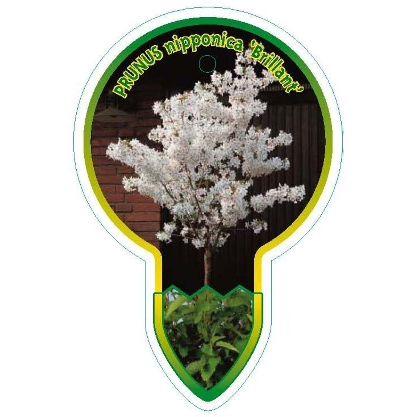 Japanskt körsbär – Prunus nipponica 'Brillant' - 80 CM Stem C5