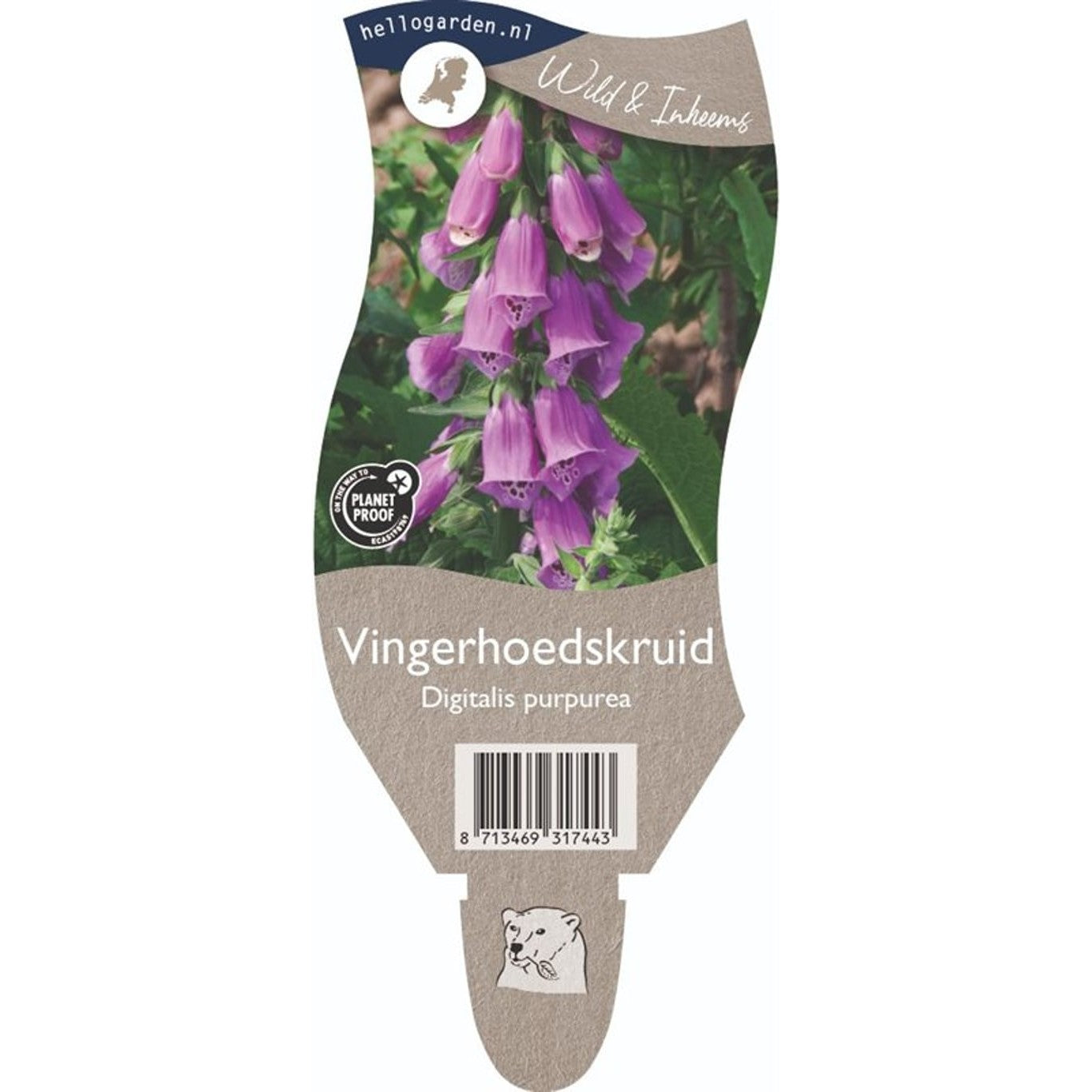 Fingerborgsblomma – Digitalis purpurea - P11