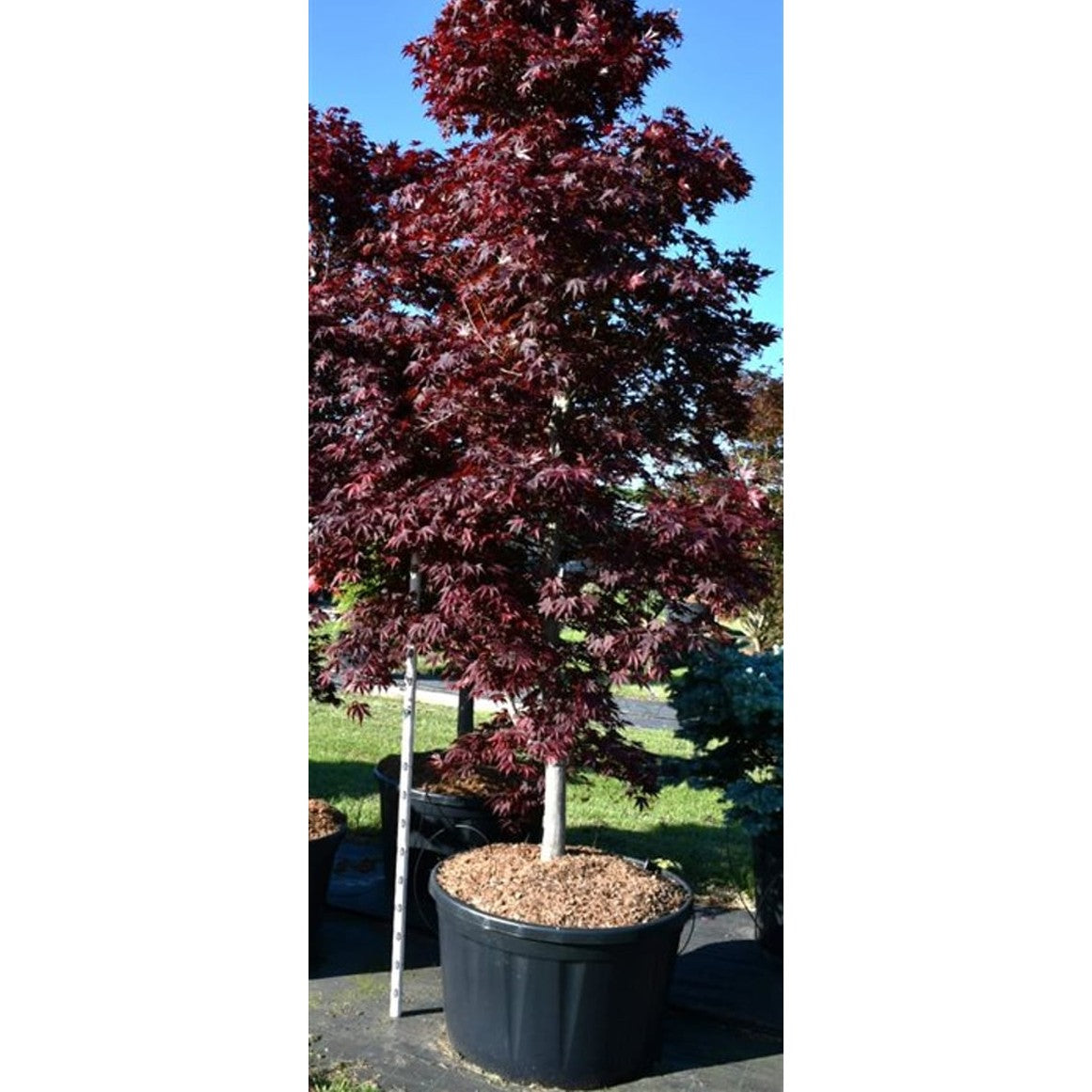 Japansk lönn – Acer palmatum 'Fireglow' - C280 250-300 cm. Sol
