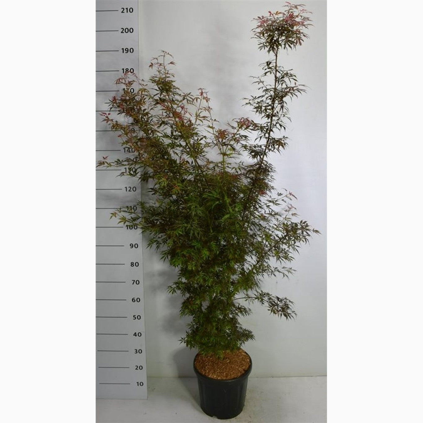 Japansk lönn – Acer pal. 'Jerre Schwartz' - C20 125-150 CM