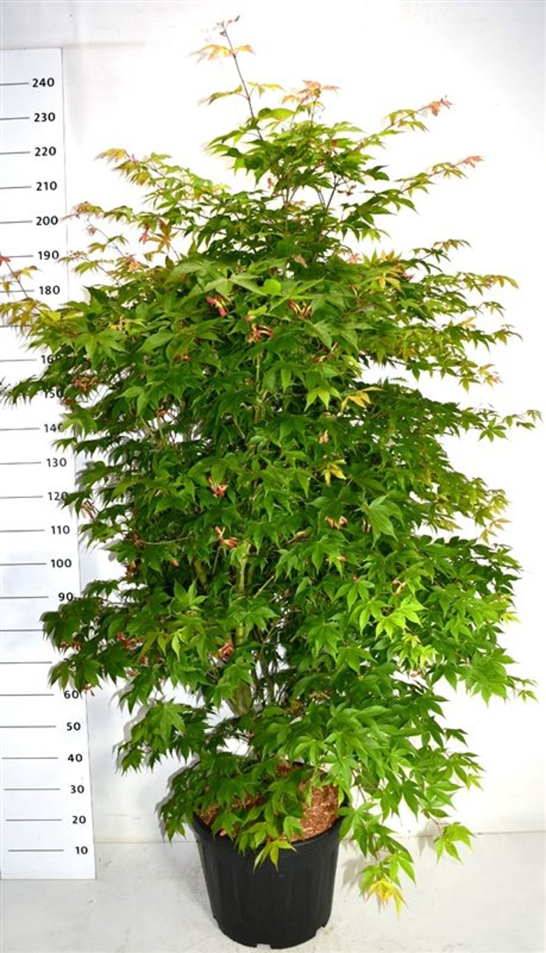 Japansk lönn – Acer palmatum &