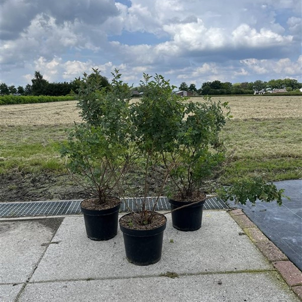 Buskros – Rosa spinosissima - C7.5 40-60 CM